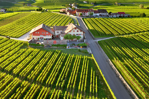 Vignoble du Domaine du Martheray Fchy La Cote AOC